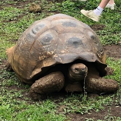 JoshArmitage16's profile picture. Leicester Tigers and Aston Villa EXPERT