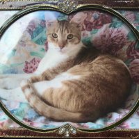 Orange Cat Good😺😺😺😺😺Orange Man Bad (@lapdonald) 's Twitter Profile