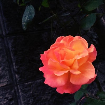 𝕟𝕌さんのプロフィール画像
