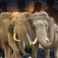 United 4 Elephants #AllElephantsMatter (@sat4eles) 's Twitter Profile Photo United 4 Elephants #AllElephantsMatter (@sat4eles) 's Twitter Profile Photo