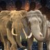 United 4 Elephants #AllElephantsMatter (@sat4eles) Twitter profile photo