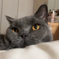 Yufei Zhou (@yufeizhou6) 's Twitter Profile