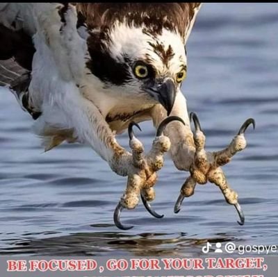 EaglesViewFX's profile picture. 