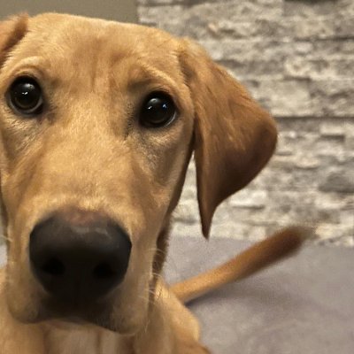 Hi.  I am a Yellow Labrador who loves to hunt birdies and hang out with my mom and dad.