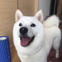 白柴ぎん (@shiroshibagin) Twitter profile photo