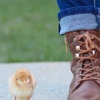 ランドリ (@rangbird) 's Twitter Profile