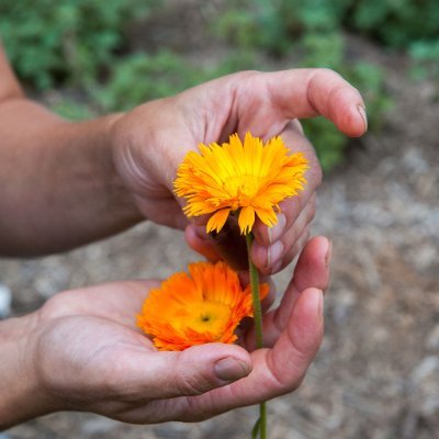 Fresh, Local, Sustainable, Herbal Extracts - Made The Wise Woman Way.