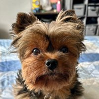 Ozzy O Cachorro Crente(@OzzyCorreia) 's Twitter Profile Photo