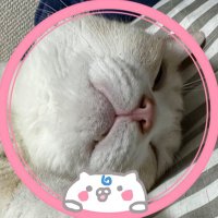にゃんこ先生 (@nyankoss35p) 's Twitter Profile Photo にゃんこ先生 (@nyankoss35p) 's Twitter Profile Photo