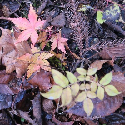 秋草さんのプロフィール画像