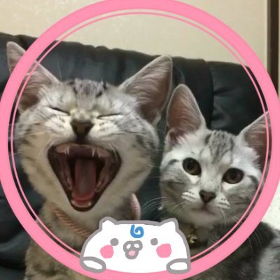 きっとたぶんおそらくネコの超雑多垢🐈三🕺🏻
控えめですが3️⃣5️⃣🅿️でございます🌸✨ﾐｺﾁｽｷ!
よろしくだにぇ〜_(　_´ω`)_