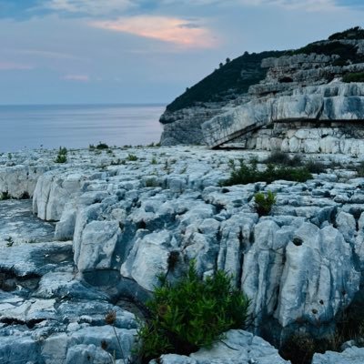 synomosiologa's profile picture. specificrandomness