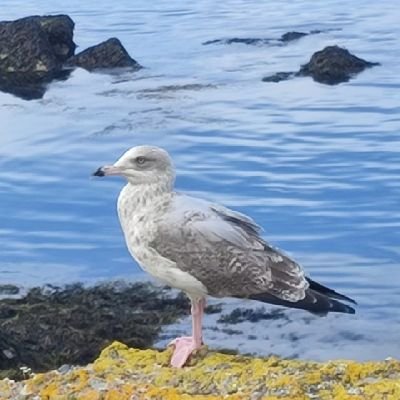 Maireths's profile picture. Maybe Emtie but full of ideas. 📖✒️📷📈🔭🎨🎭🇮🇪🇮🇲