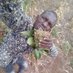 Solomon Murathiri (@solomonmurathi1) Twitter profile photo