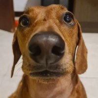 cachorro salsicha cinefilo ❤️🔥 (@cinesalsichinha) 's Twitter Profile Photo cachorro salsicha cinefilo ❤️🔥 (@cinesalsichinha) 's Twitter Profile Photo