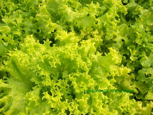 adrianozarpelao's profile picture. 