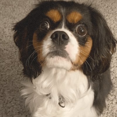 KGahagen's profile picture. Reformed Democrat- Believe always in the freedom of choice - and stand up for what you believe in- ❤️ Dogs- they remind us daily what love is