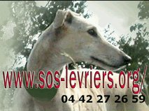 Association de sauvetage des lévriers maltraités en Espagne Dénonciation publique du sort épouvantable subit par les galgos en Espagne !