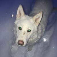 j πΊπ¦ (@delicatehound) 's Twitter Profile