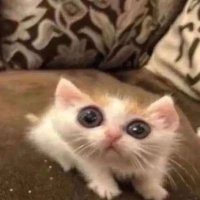 NotMia (@notmiaz) 's Twitter Profile