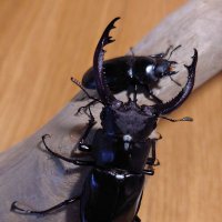 もろさん (@gear0618) Twitter profile photo