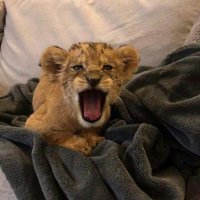 Zoomfly r (@zofy666) Twitter profile photo