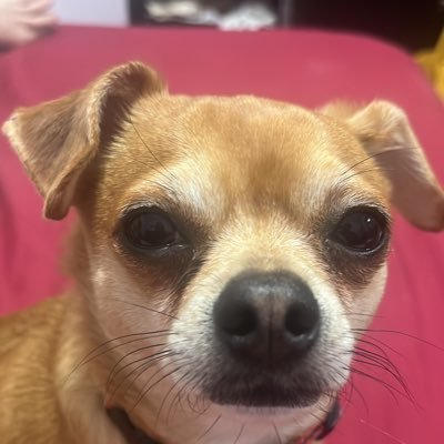 yellow_eng17's profile picture. 