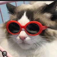 Geise✨️ (@geisemoa) 's Twitter Profile