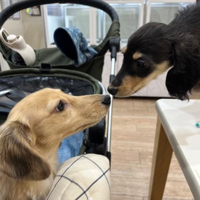 chap221016's profile picture. カニンヘンダックス×2🐶レッドダップル兄（2022.10.16）ブラックイエロー妹（2023.5.27）✨IDにプラムも入れたい😭お犬様と代飼い主の日々の記録😌インスタもやってます↓