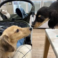 チャップとプラム🐶 (@chap221016) 's Twitter Profile