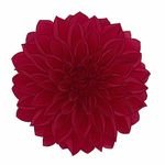 CLARwrqINE's profile picture. jewelsdahlia