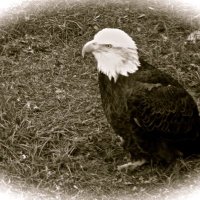 Eagle w spirit (@eaglewspirit) 's Twitter Profile