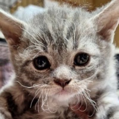 nekonodonburi's profile picture. セルカークレックスのどんぶりだよ𓌉◯𓇋 シャイボーイ🐈またまだあかたんだぜ👶