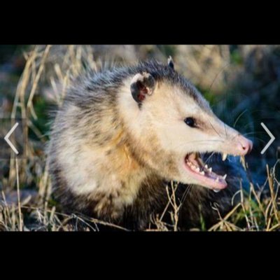 PoSSumBelSapsuk's profile picture. You can’t put this possum in a cage, ruled by Heavenly Father, conservative, luv my country it’s founding values & principles, America 1st, truth