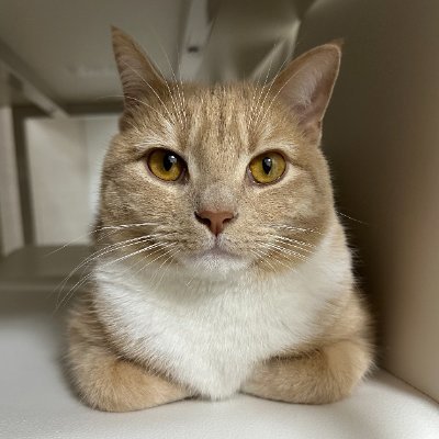 猫好きなデータエンジニア・データサイエンティスト / 言語: Python, TypeScript, Go, Terraform / ☁️: AWS, Snowflake, Azure / Kaggle(Master) / 競プロ(AtCoder青) / CTF(Crypto)