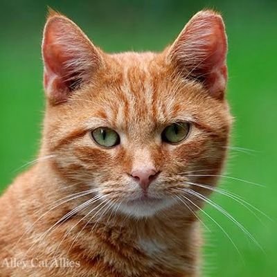 11Catsu's profile picture. 