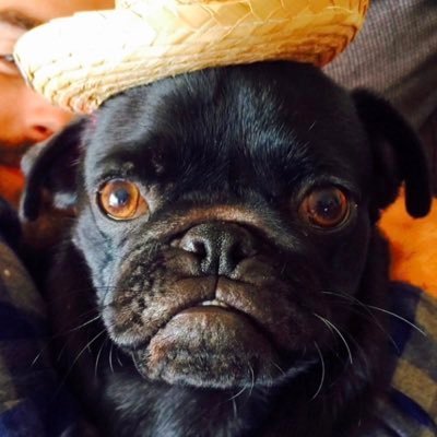 electricwizzza1's profile picture. 