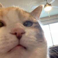 spring ⁸⁹⁶⁴ (@spring8964) 's Twitter Profile