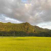 路地裏のしゃけ (@boondocks_shake) 's Twitter Profile