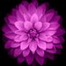 Dalia Rizk (@drdaliarizk) Twitter profile photo
