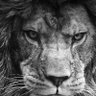 nevil_chheda's profile picture. Lawyer. Independent Thinker. Animal Lover. Sachin-Dravid Fan. Sarcasm is my way to stupid questions!