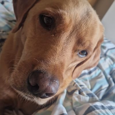 FStratford16's profile picture. Dad, husband, dog lover and jambo for my sins.