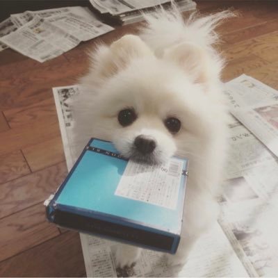 INFJ/32歳/171cm/映画鑑賞/読書垢/旅行/料理 愛犬はポメちゃん☺️ラーメンwalker🍜iPhoneとミラーレスを持って、写真を撮るのが好き^ ^ 『誰か一人でもいいから、人の為に何か出来る人間になれたとしたら、それはとてもやりがいがあるし、生きていた甲斐がある 』