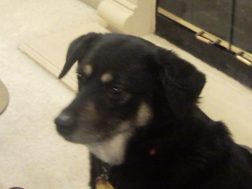 lionfranco's profile picture. RG and OS fan, don't like it, Fuck off and Block me!
Every vote matters 🌊 ! 
Get vaxxed dipshits! 
Don't like that I blocked you? Cry into your sippy cup!