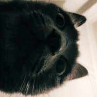 Vinc the Cat(@vincthecattez) 's Twitter Profile Photo