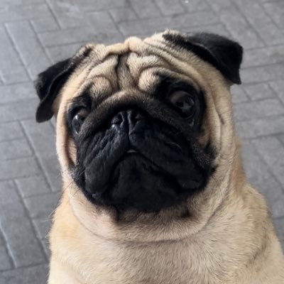 JNCRLSLM's profile picture. Browsing Random Shit Tweets