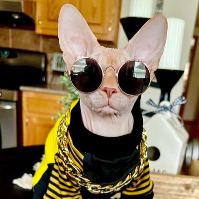 World’s GREATEST Sphynx Cat Clothes Creator! 😸👑❤️ https://t.co/8GcwA62IjX