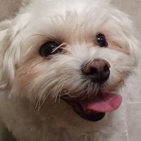 Meowskii 🎗 (@meowskiithe2nd) 's Twitter Profile
