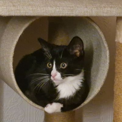 My name is Boots. I'm a male tuxedo cat and an only child. Apparently I'm a monster and I'm only 6months old. I play (badly) with dad's trains @JonLawton10