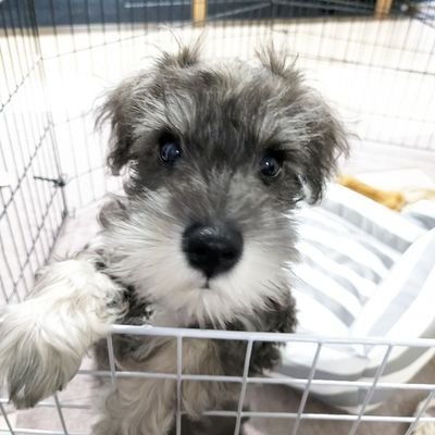 ポイ活と筋トレ
2023年8月からシュナウザーと一緒に生活してます🐕